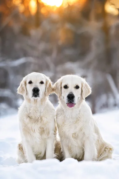 Dwa Psy Golden Retriever Portret Zewnątrz Zimie Zachodzie Słońca — Zdjęcie stockowe