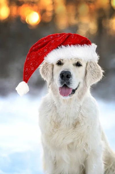 Happy Golden Retriever Dog Santa Hat Posing Christmas Winter Sunset — Stock Photo, Image