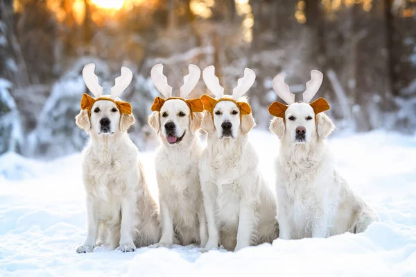 four funny golden retriever dogs wearing reindeer antlers for Christmas and sitting outdoors on the snow