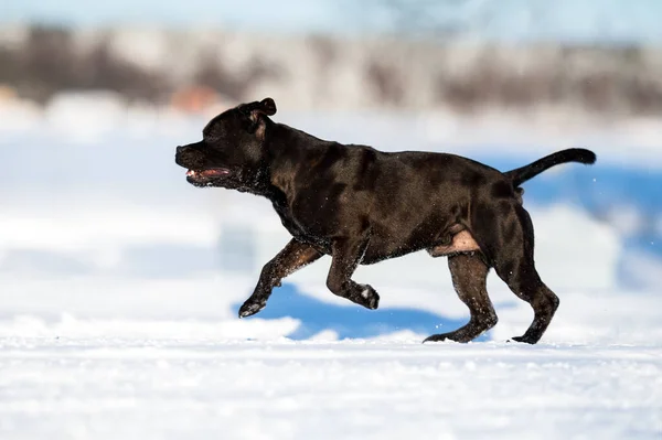 Staffordshire Bull Terrier Dog Running Outdoors Snow — Stock Photo, Image