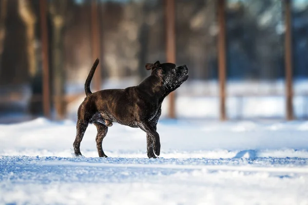 Staffordshire Bull Terrier Dog Walking Winter — Stock Photo, Image