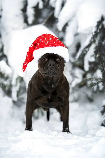 Staffordshire Byk Teriera Pies Santa Kapelusz Pozowanie Zewnątrz Zimie — Zdjęcie stockowe