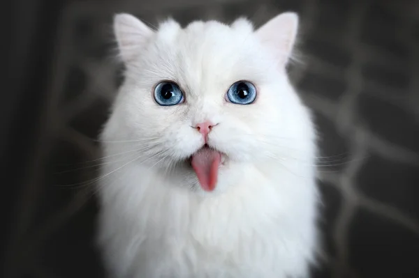 Lustige Katze Streckt Zunge Heraus — Stockfoto