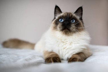 Komik bez bebek kedi portresi