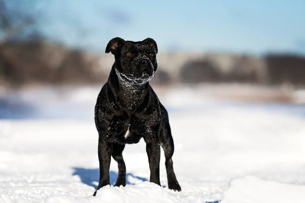 Black Staffordshire Bull Terrier Dog Outdoors Winter — Stock Photo, Image