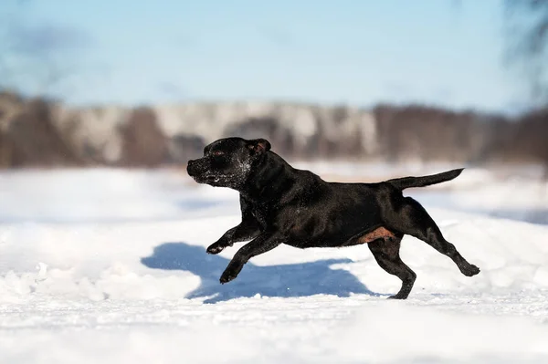 Staffordshire Bull Terrier Dog Running Snow — Stock Photo, Image