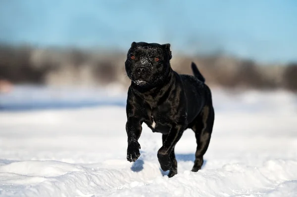 Staffordshire Bull Terrier Perro Corriendo Nieve Invierno — Foto de Stock