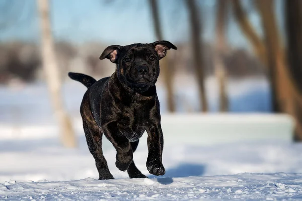 Staffordshire Tjur Terrier Valp Kör Snön — Stockfoto