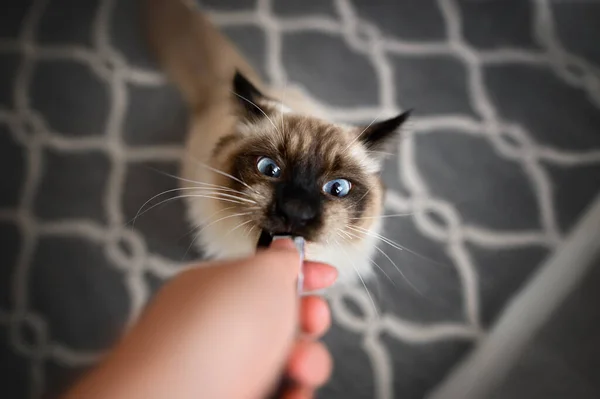 Lustige Ragdoll Katze Bekommt Leckerbissen Vom Besitzer Draufsicht Auf Katze — Stockfoto