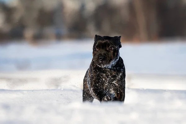 Staffordshire Bull Terrier Szczeniak Pozowanie Śniegu — Zdjęcie stockowe
