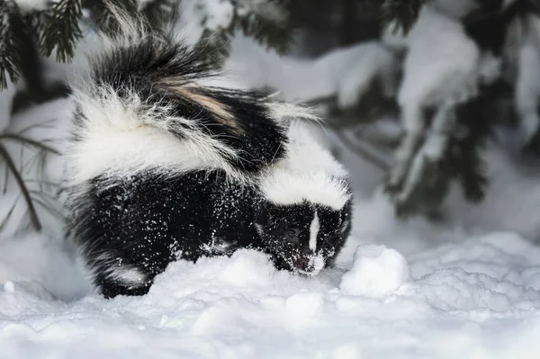 Skunk Venku Zimě Sněhu — Stock fotografie