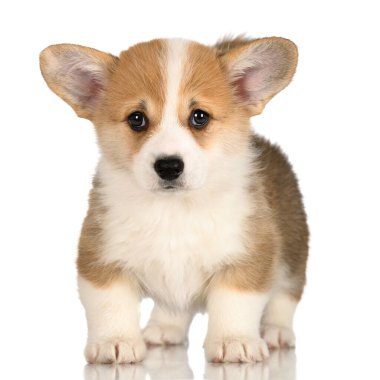 adorable corgi puppy standing on white background