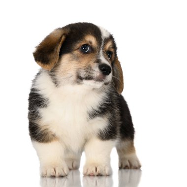 funny corgi puppy standing on white background with cheeky expression