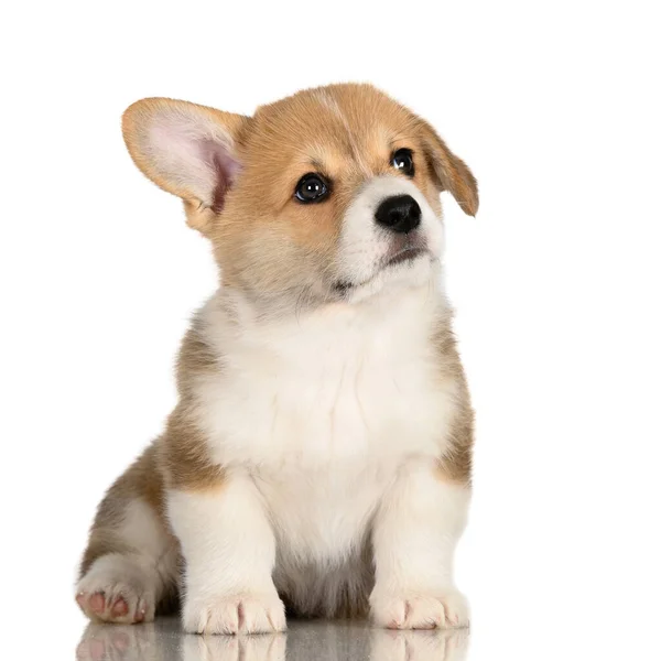 Αξιολάτρευτο Κουτάβι Corgi Ένα Δισκέτα Αυτί Κάθεται Λευκό Φόντο — Φωτογραφία Αρχείου