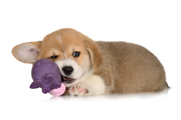 Corgi Puppy Chewing Rubber Toy Whote Background — Zdjęcie stockowe