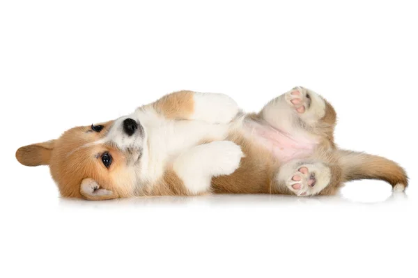 Funny Red Corgi Puppy Lying Back White Background — Stockfoto