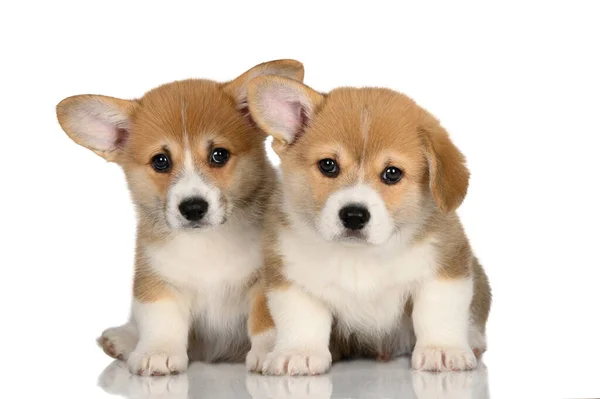 Two Funny Corgi Puppies Sitting Together White — стоковое фото