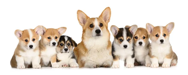 Beautiful Corgi Dog Her Six Puppies Posing Together White Background — Zdjęcie stockowe