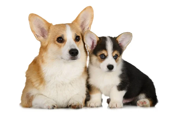 Welsh Corgi Pembroke Dog Her Puppy White Background — Zdjęcie stockowe