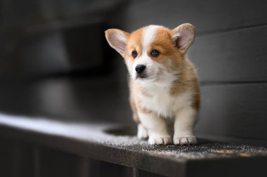 Şirin kırmızı Corgi köpek yavrusu bir bankta dikiliyor, portreyi kapatıyor.