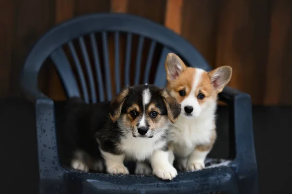 椅子の上に腰掛けている2匹のコーギー子犬は — ストック写真