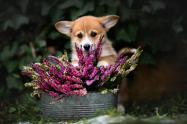 Cachorro Corgi Vermelho Posando Com Flores Urze Uma Vagem — Fotografia de Stock