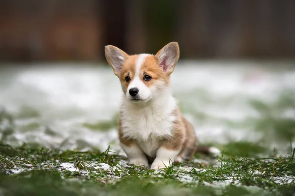 Walisischer Corgi Pembroke Welpe Sitzt Frühling Auf Gras Und Schnee — Stockfoto