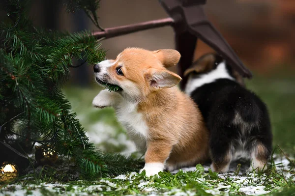 Happy Red Corgi Puppy Chewing Tree Outdoors — Zdjęcie stockowe