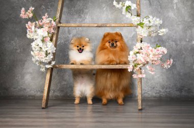 Gri bir duvarın yakınındaki merdivenlerde çiçek açan iki Pomeranya köpeği poz veriyor.