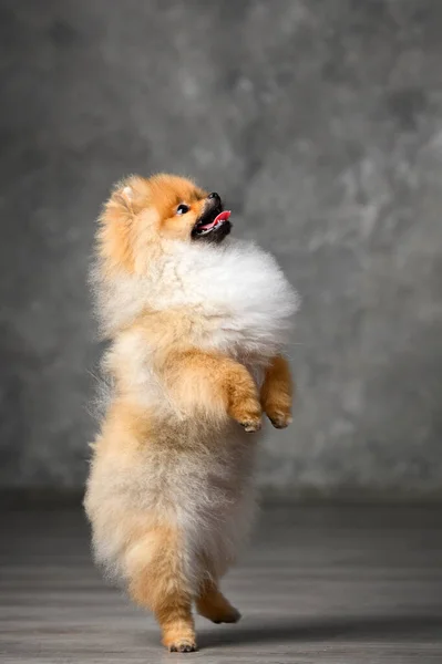 Feliz Pomeranian Spitz Filhote Cachorro Implorando Nas Pernas Traseiras — Fotografia de Stock