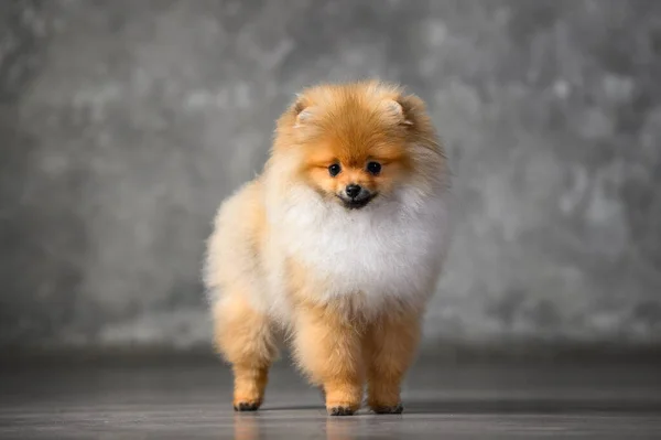 Joven Pomeranian Spitz Cachorro Pie Estudio —  Fotos de Stock