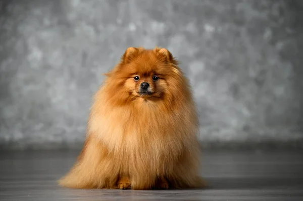 Κόκκινο Σκυλί Pomeranian Spitz Κάθεται Στο Στούντιο — Φωτογραφία Αρχείου