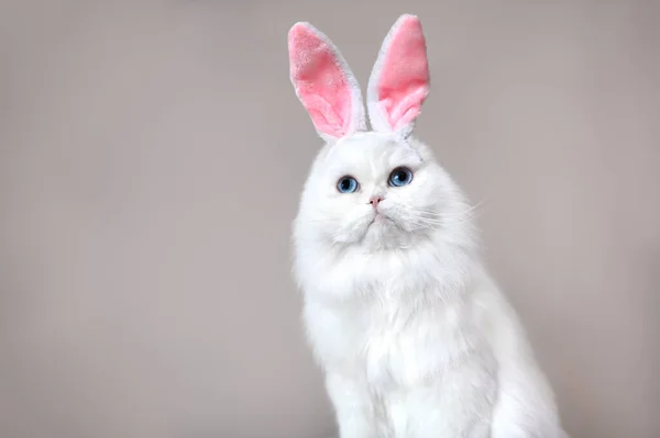 Забавный Белый Кот Позирует Кроличьи Уши Пасху — стоковое фото