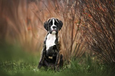 Güzel genç Alman boksör köpek yavrusu dışarıda oturuyor.