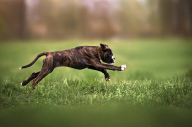 Mutlu Alman boksör köpek yavrusu yazın bir tarlaya atlıyor.
