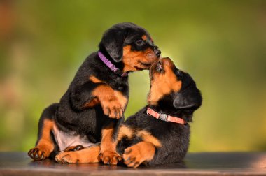 İki Rottweiler köpeği yazın dışarıda oynaşıyor.