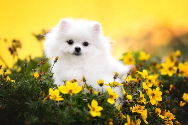 Biały Pomeranian Spitz Szczeniak Portret Yellowe Kwitnące Kwiaty — Zdjęcie stockowe