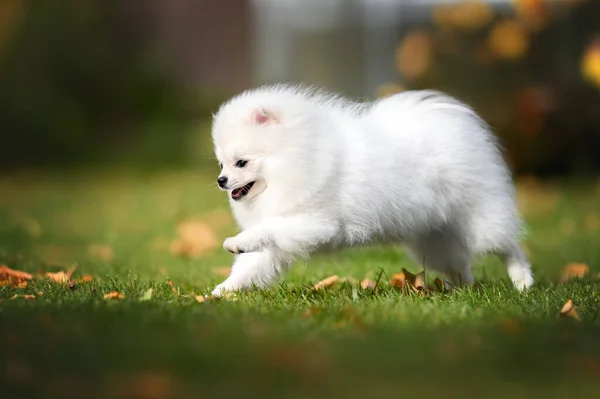 Щасливий Білий Португальський Шпіц Собака Працює Відкритому Повітрі Траві — стокове фото