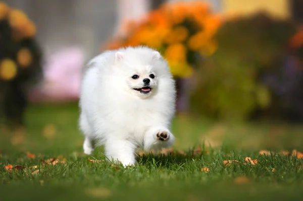 Glad Vit Fluffig Spitz Hund Kör Utomhus — Stockfoto