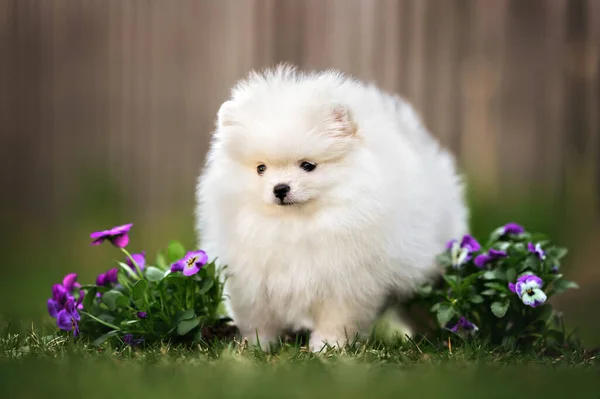 Pommersche Spitzhühnchen Posieren Frühling Mit Blumen — Stockfoto