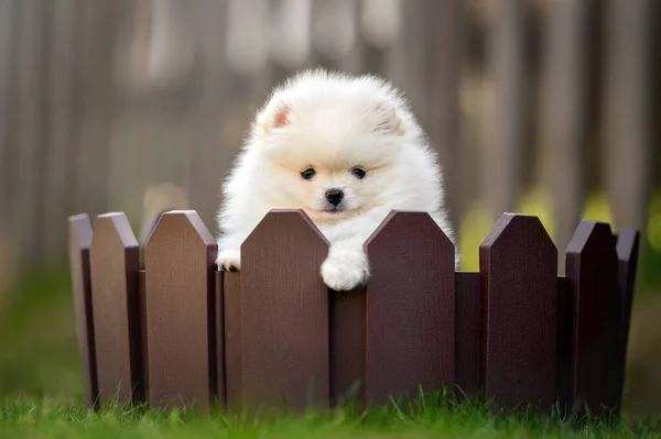 Κρέμα Pomeranian Σπιτζ Κουτάβι Ποζάρουν Πίσω Από Ένα Φράχτη — Φωτογραφία Αρχείου