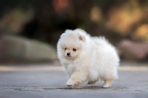 Crema Pomeranian Spitz Cachorro Caminando Aire Libre Primavera —  Fotos de Stock