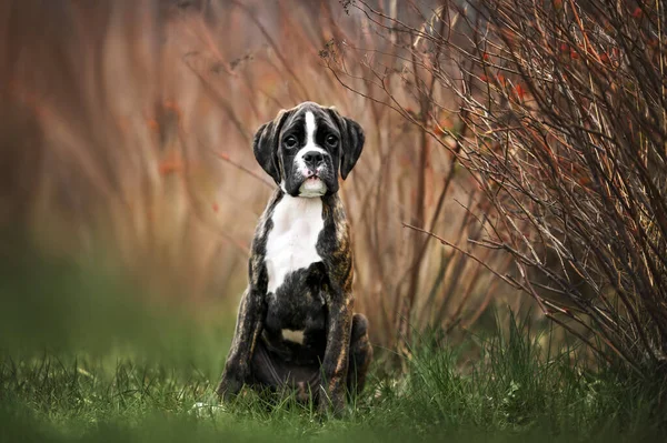 Beautiful Young German Boxer Puppy Sitting Outdoors — Stock Photo, Image