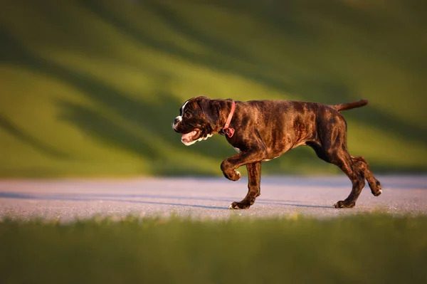 Alman Boksör Köpek Yavrusu Yakalı Parkta Yürüyor — Stok fotoğraf