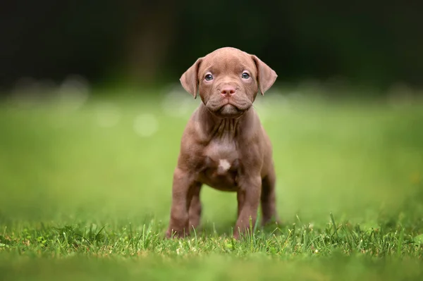 Kleine Bruine Pitbull Puppy Staand Gras Zomer — Stockfoto