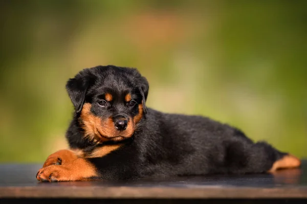 Şirin Rottweiler Köpeği Yazın Dışarıda Yatıyor — Stok fotoğraf