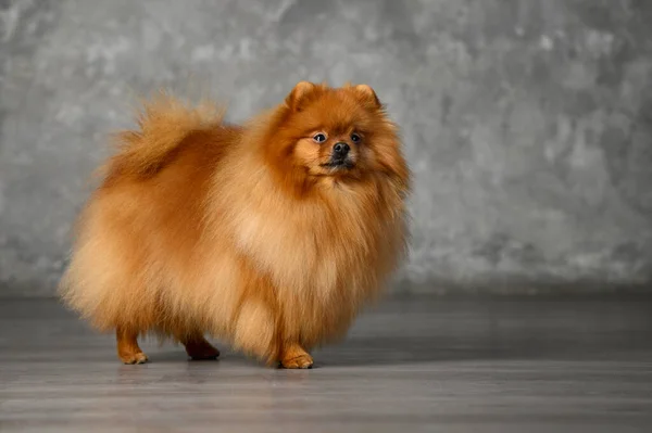 Chien Spitz Rouge Poméranien Debout Dans Studio — Photo