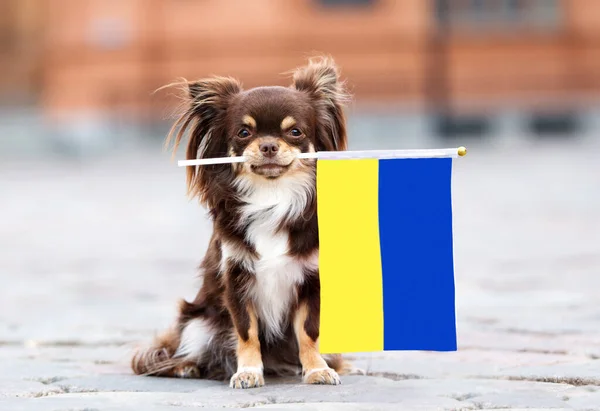 brown small dog holding a flag of Ukraine, relocating with pets abroad