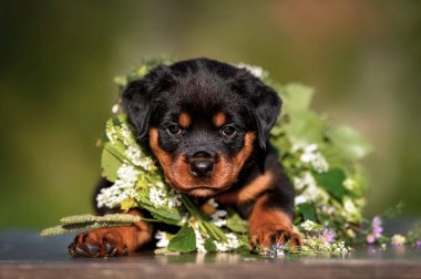 Rottweiler köpek portresi ve yaz çiçekleri.