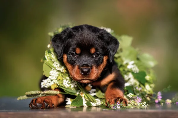 Retrato Cachorro Rottweiler Com Flores Verão — Fotografia de Stock